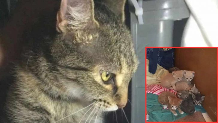 Mother Cat Urges Her Rescuer To Let Her Out Only To Come Back With Her Babies