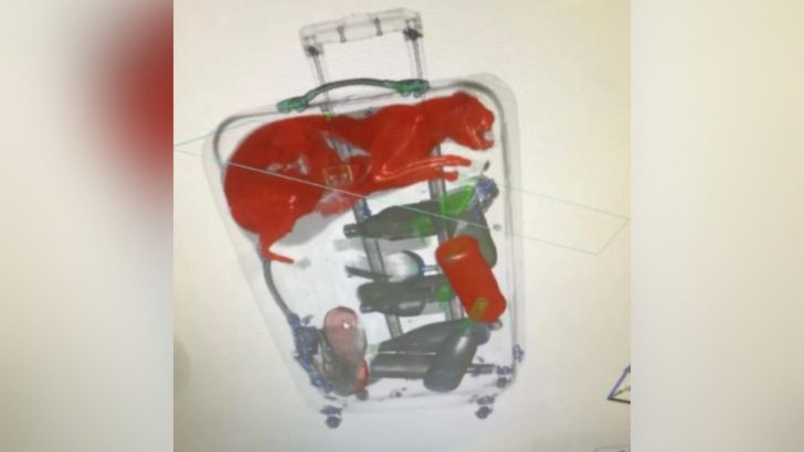 New York Airport Staff Shocked To Discover What Was Trapped Inside A Suitcase