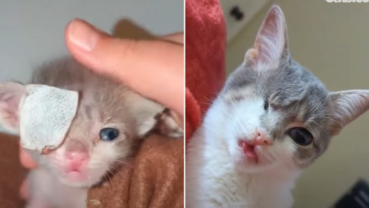 Newborn Kitten With Ruptured Eye Faces Many Challenges But Shows Fighting Spirit Nevertheless