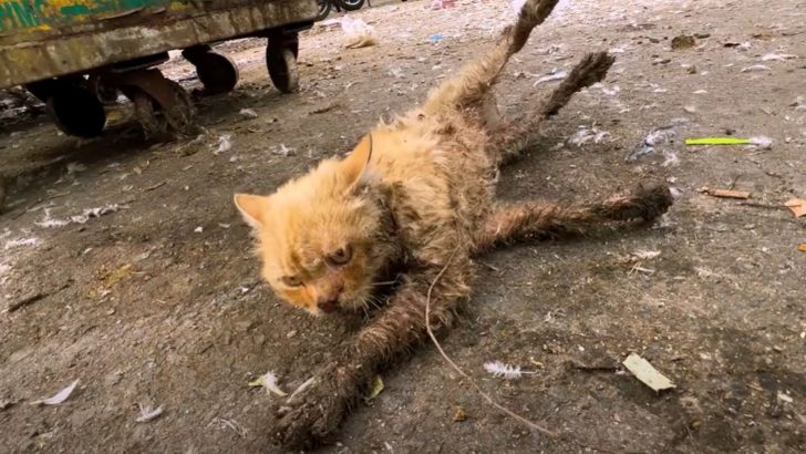No One Stopped To Help This Motionless Cat Living His Last Moments On The Roadside