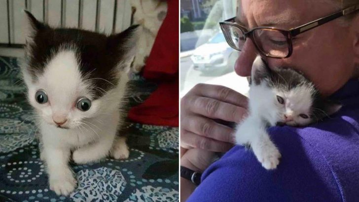 Kitten With Unusual Eyes Was Destined To Be Euthanized But A Kind Woman Changed His Life