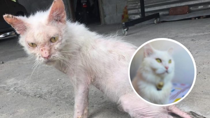 Once Ugly And Malnourished Stray Cat Is Now Unrecognizable, Her Transformation Will Shock You