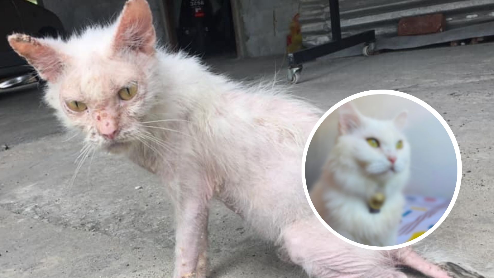 Once Ugly And Malnourished Stray Cat Is Now Unrecognizable, Her ...