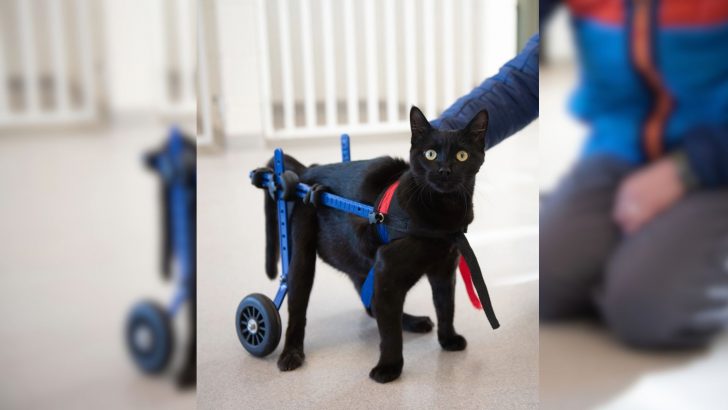 Paralyzed Cat Found On The Side Of The Road Takes First Steps Towards Walking Again