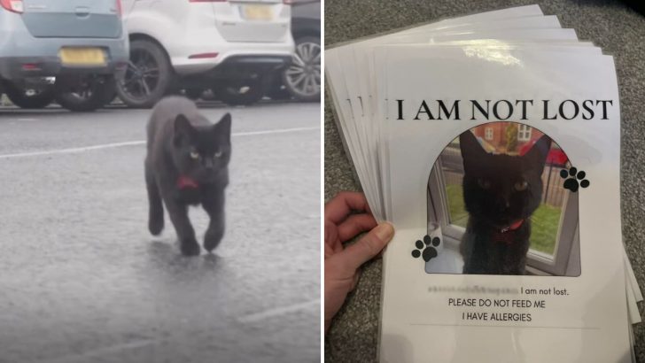 People Notice A Lost Cat At A Supermarket Parking Lot Every Day, But He’s Not Actually Lost