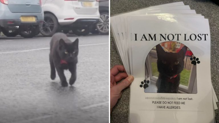 cat at supermarket parking lot