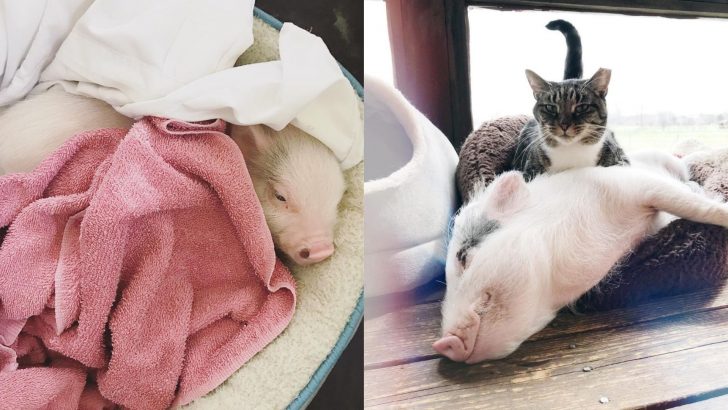 Pig Raised By Cats Now Has An Identity Crisis, His Story Will Make Your Day