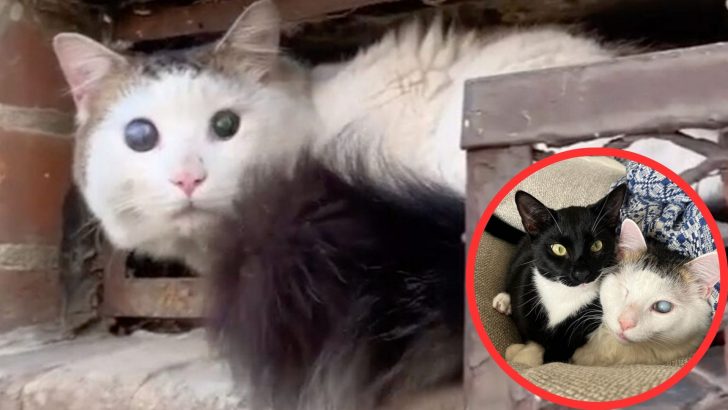 Poor Feral Cat Lost His Sight But His Life Took An Unexpected Turn Once He Got Rescued