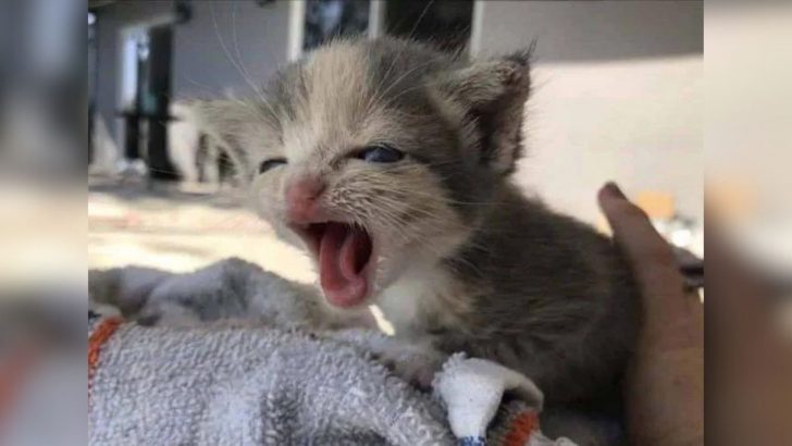 Poor Kitten Had Been Crying For 15 Hours Until His Voice Was Finally Heard