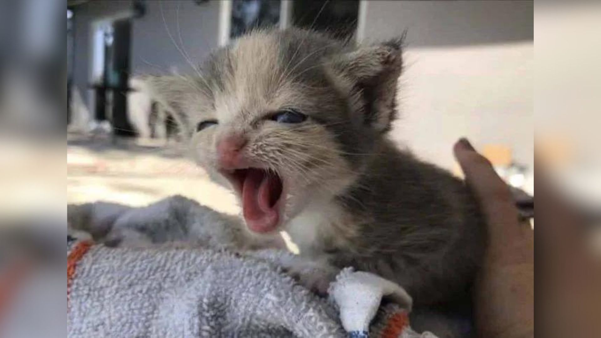 kitten yawning