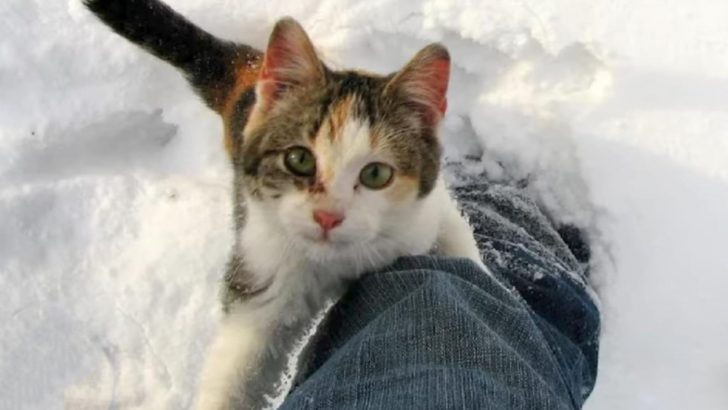 Pregnant Calico Cat Was Thrown Out Of Car In The Middle Of Winter, Left To Fend For Herself