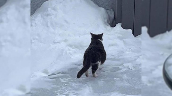 Pregnant Cat Was Wandering Through Heavy Snow And Then The Most Incredible Thing Happened 