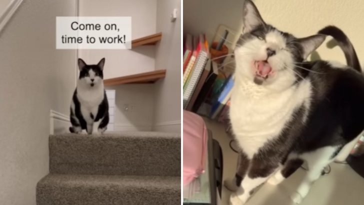 Rescue Cat Gets Adopted And Quickly Becomes The Work-From-Home Police