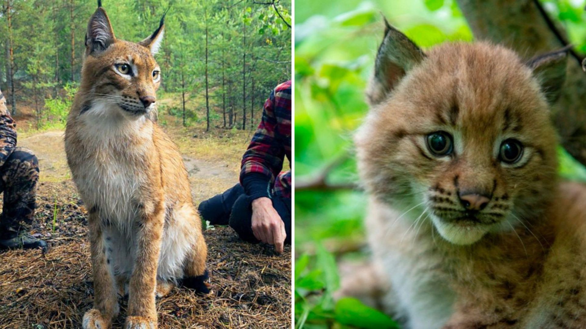 Rescued Lynx Finally Experiences Motherhood After Life In A Cage