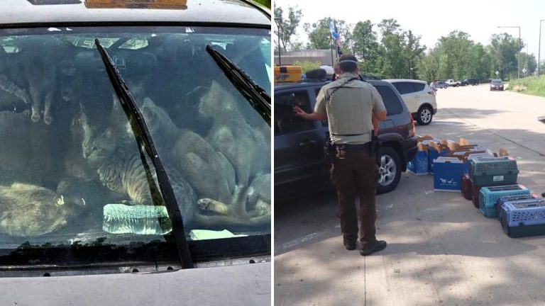 over forty cats trapped in a car