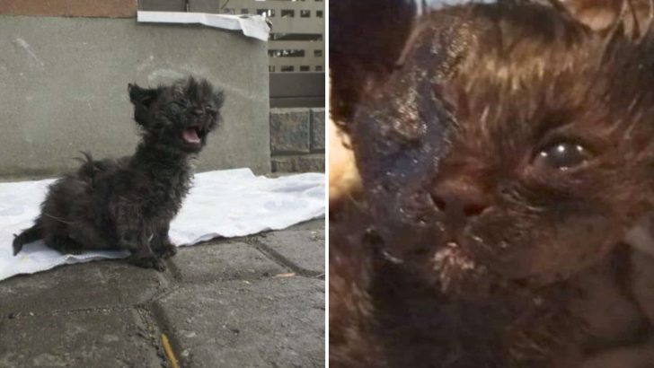 Rescuers Shocked To Find Poor Kitten Completely Drenched In Tar, Fighting To Stay Alive