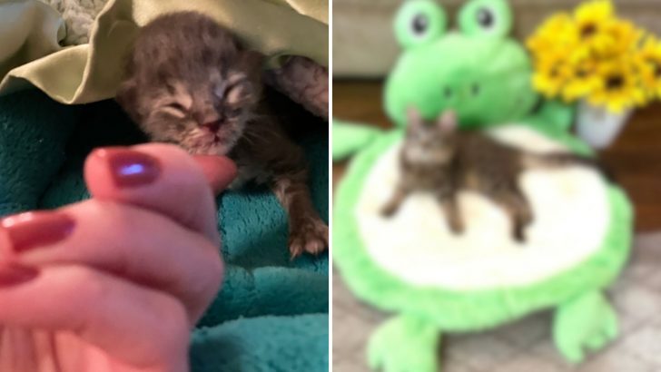 See If You Can Watch This Kitty’s Incredible Transformation And Not Say Awww