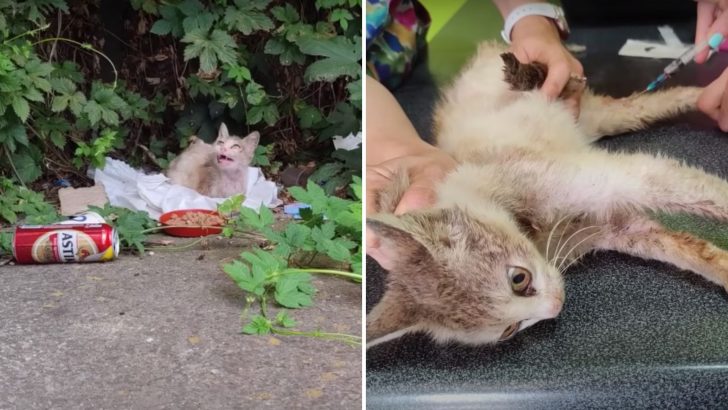 Sick And Starving Cat Fights For Survival After Being Cruelly Abandoned By Her Owner