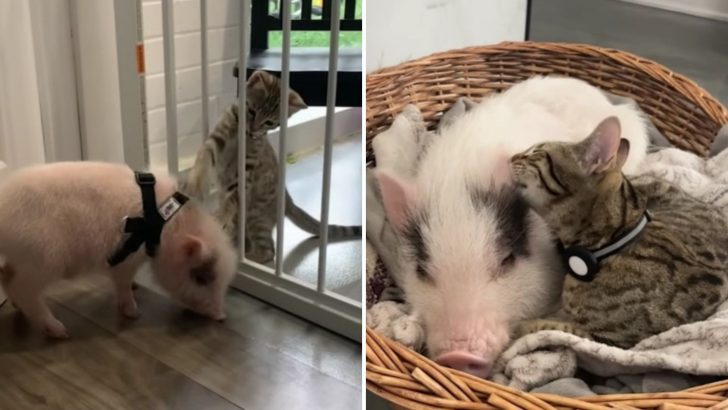 Feisty Kitten Befriends A Piglet And I’m Sure Their Incredible Bond Will Amaze You