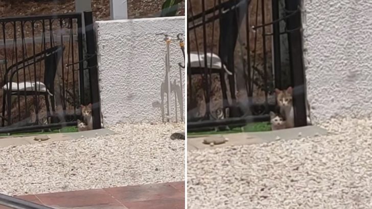 Skinny And Wounded Cat Comes Into A Woman’s Garden Begging For Some Food And Help