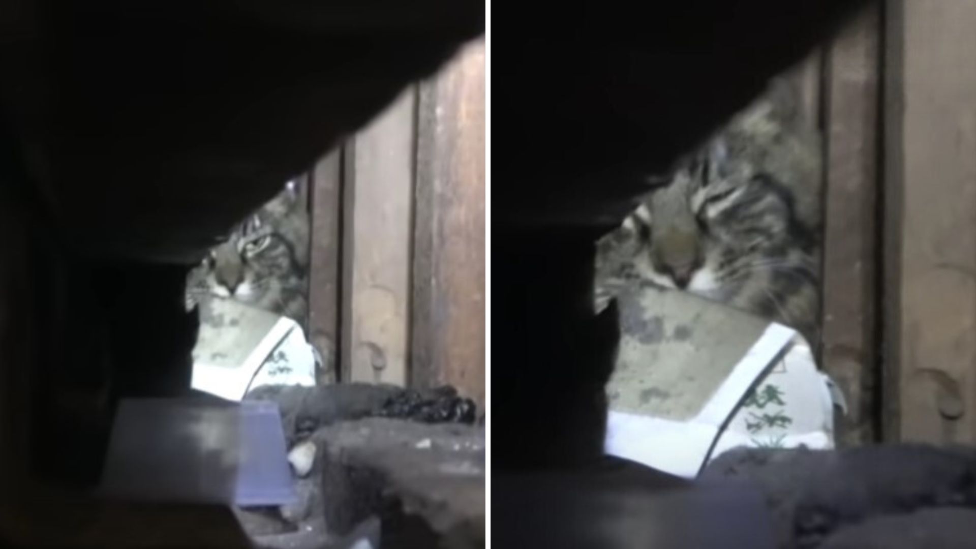 stray cat trapped in a wall