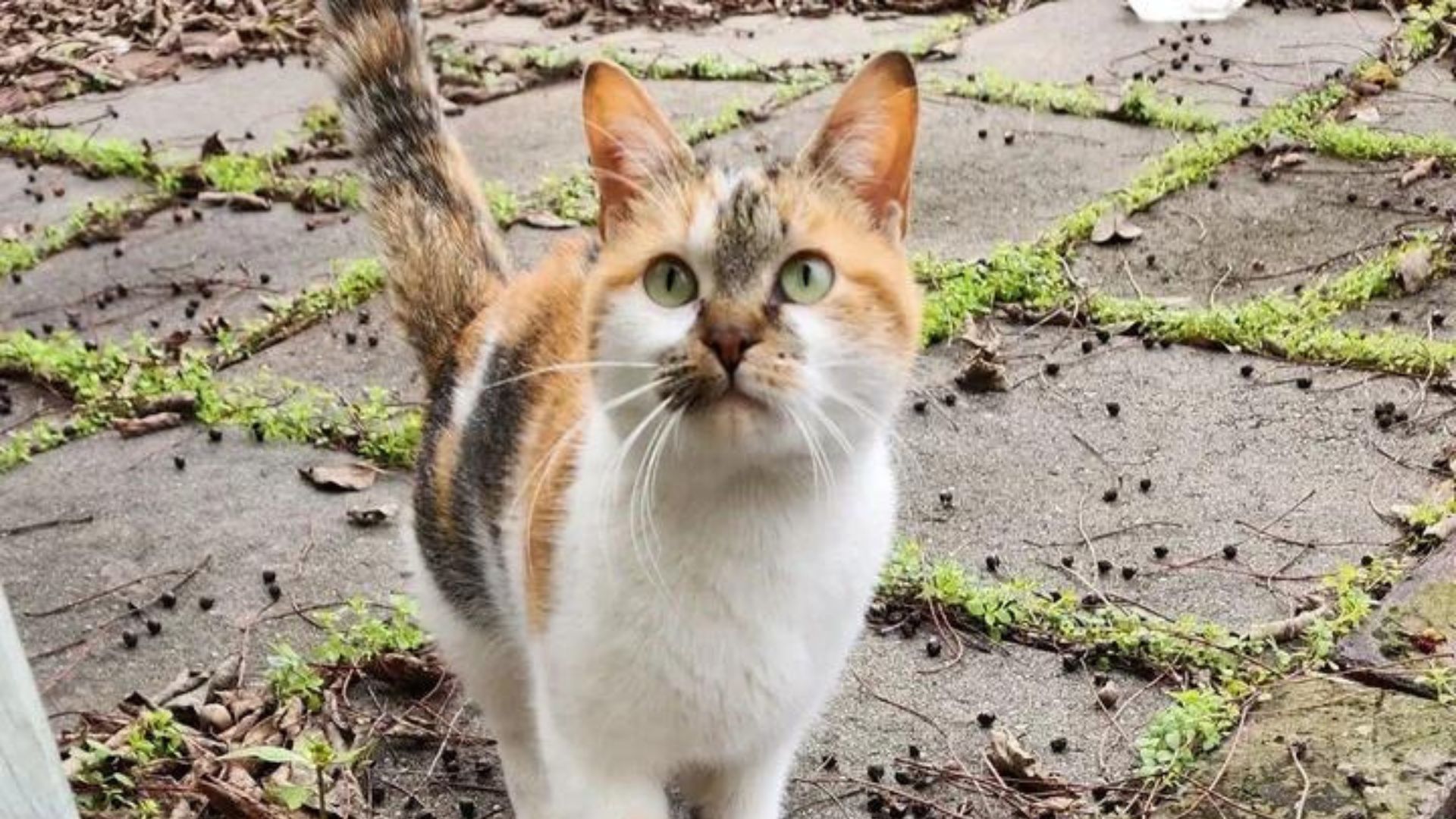 stray cat urges a store owner to follow her