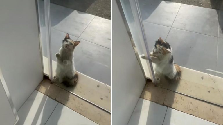 storekeeper helping cat during a heatwave