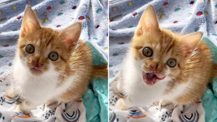 Stray Kitten With A Distinct Nose Stumbles Upon A Kind Person And Finds Happiness