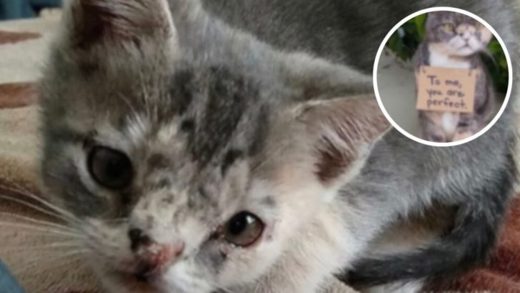 Stray Kitty Deemed Not Pretty Enough Faces Euthanasia But This Kind Teacher Won’t Allow It