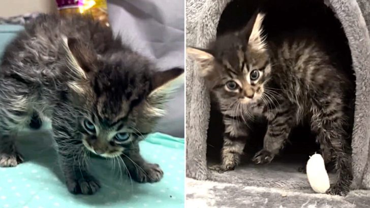Tabby Kitten Shows His Wild And Playful Side Earning Himself A Fur-Ever Home