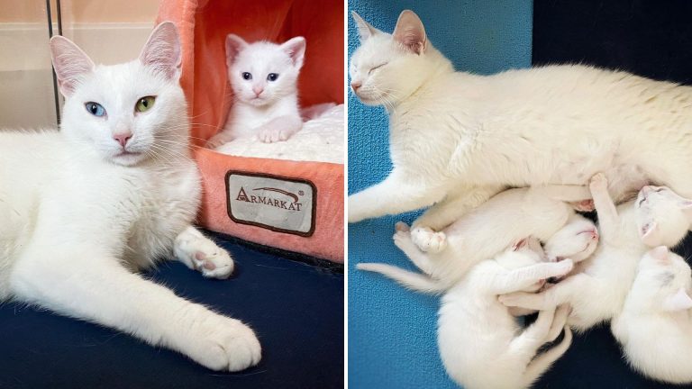 white cat and white kittens