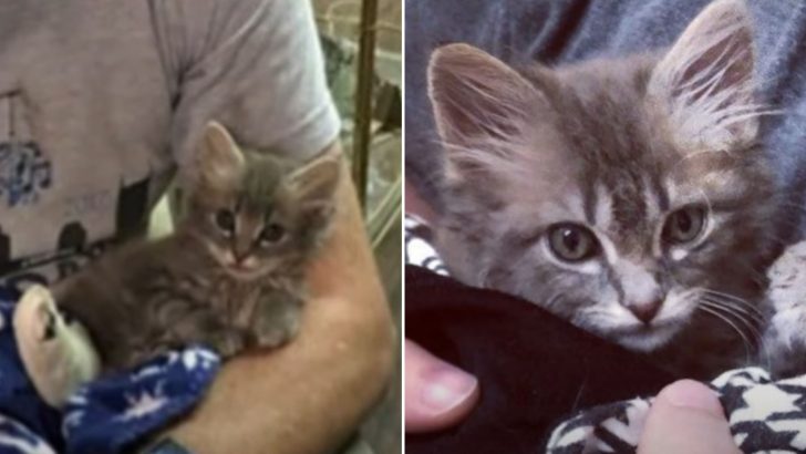 The Couple Adopts A Kitten That Reminds Them Of Their Former Family Cat
