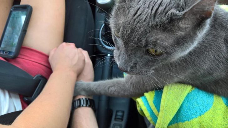 Senior Cat Holds His Owner’s Hand During Their Final Trip To The Vet Together