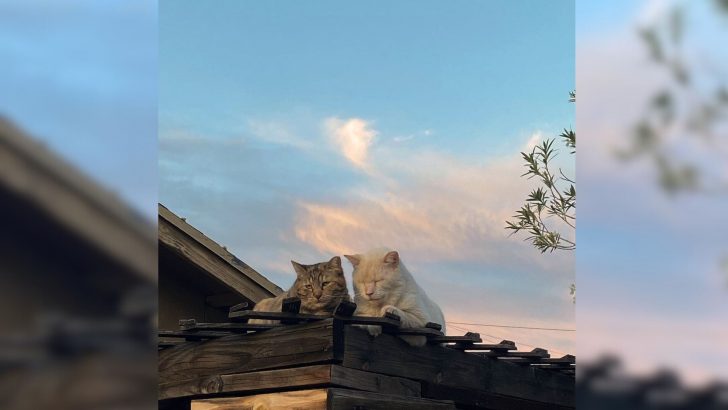 The Relationship Between These Two Feral Cats Is Truly Something Out Of Romantic Movies