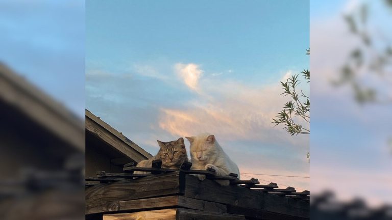 two feral cats lying on the roof