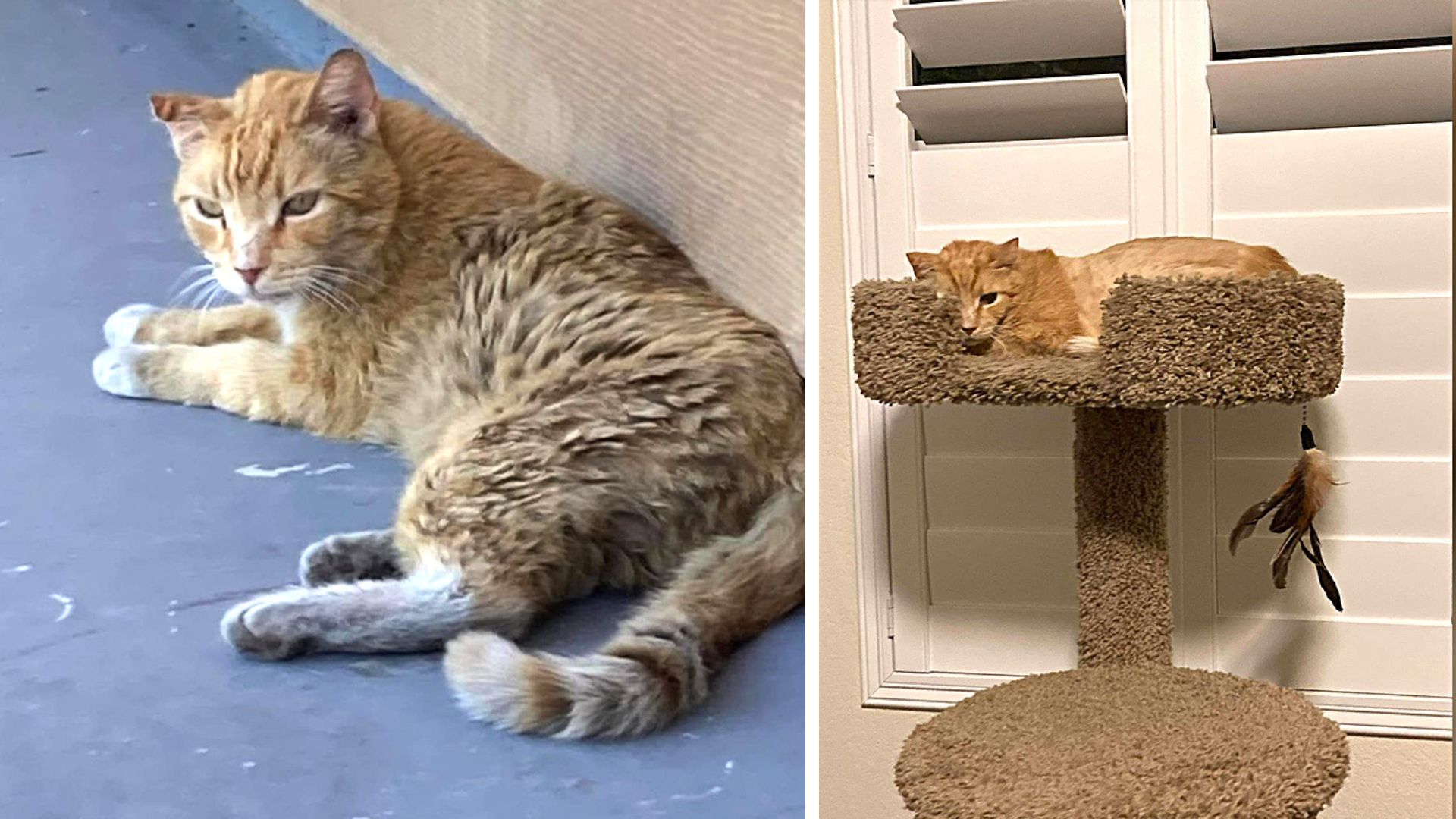 abandoned orange cat