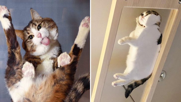 Cats Show Their Mastery Of Glass Tables In 25 Stunning Photos
