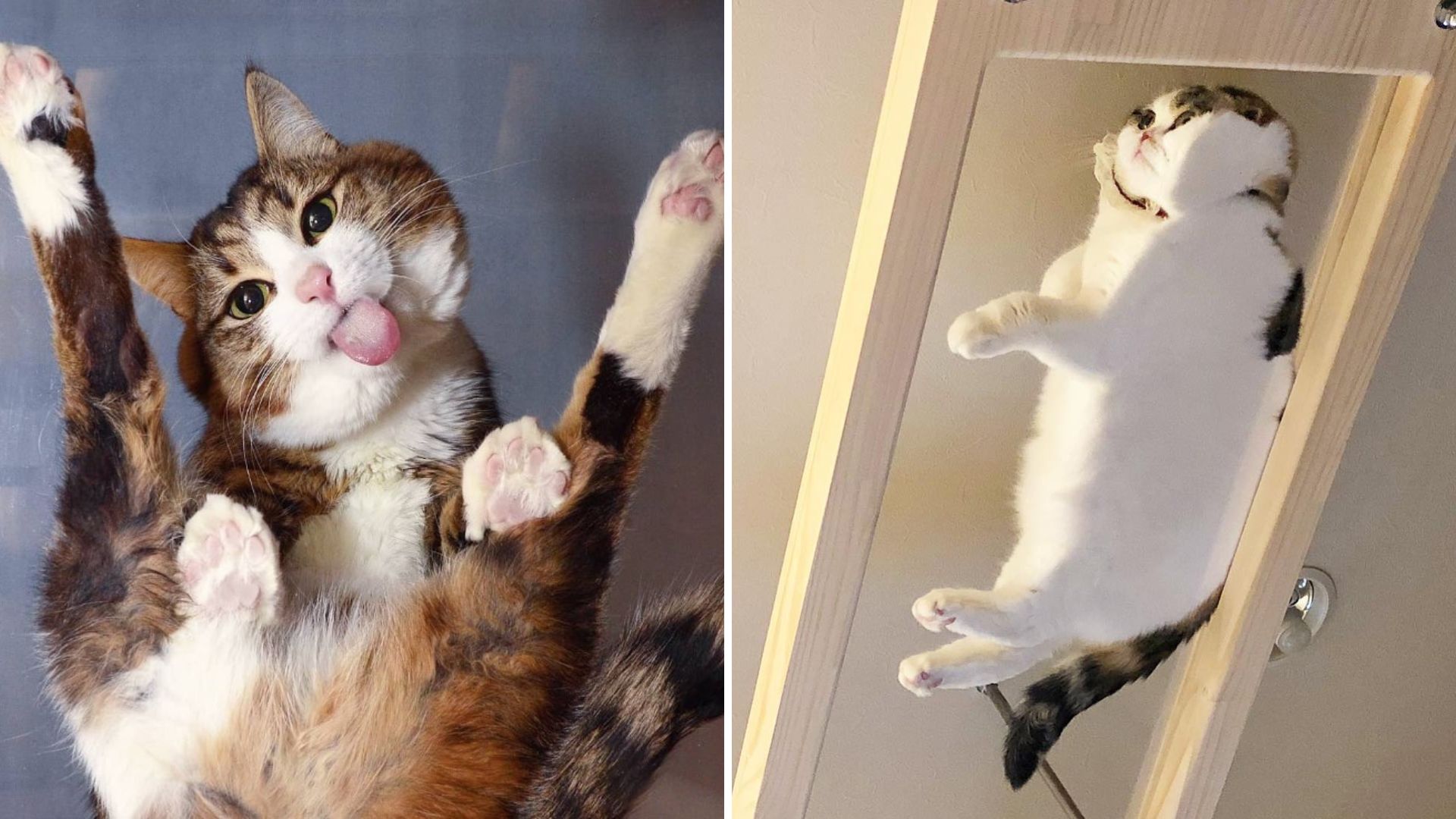 cat on glass tables