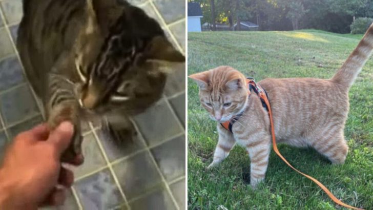 These Cats Love To Channel Their Inner Dog-Self And It’s Beyond Hilarious