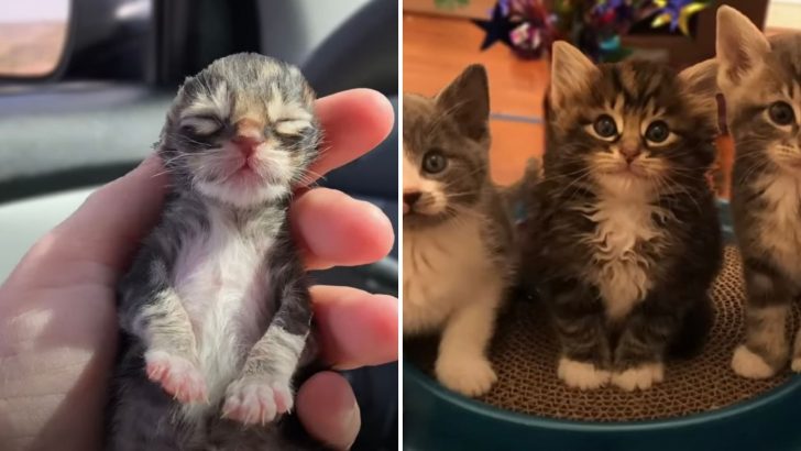 These Newborn Frozen Kittens Defied All Odds And Became The Feistiest Fur Balls
