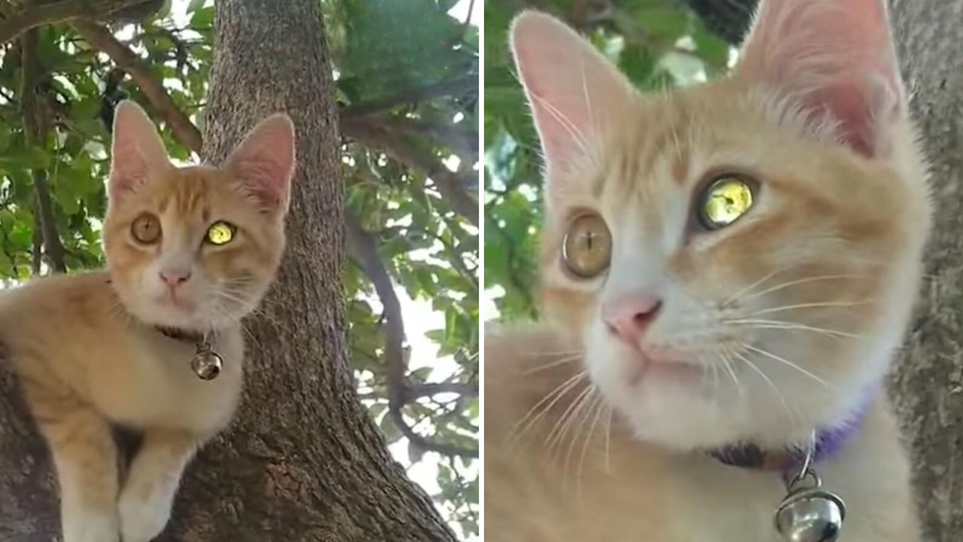 ginger kitten with diamond-like eye