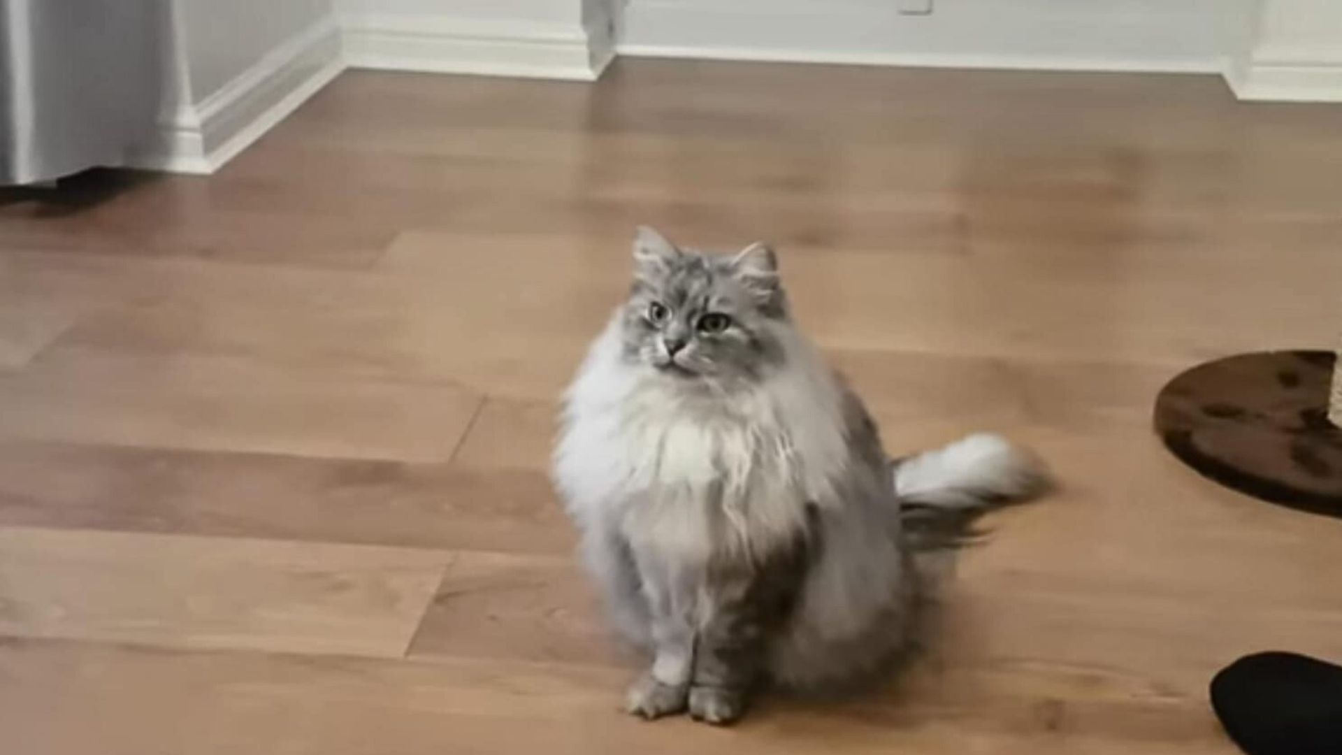 siberian cat sitting on the floor