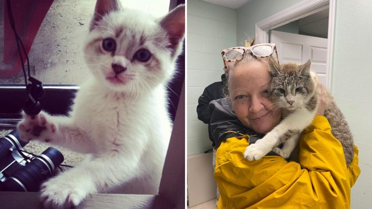 This Heartwarming Story Of A Missing Cat Will Teach You To Never Lose Hope Again