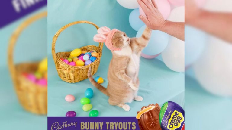 rescue cat dressed in bunny costume