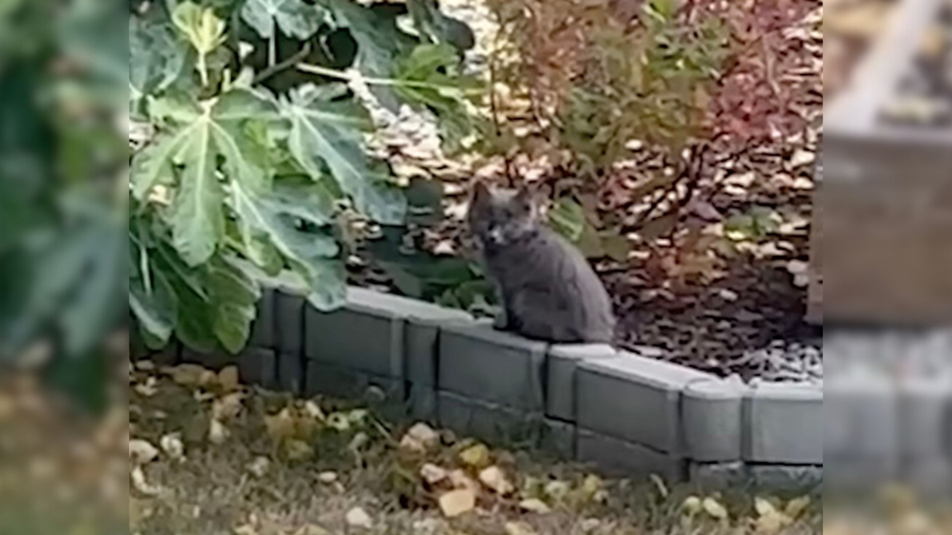 scared kitten took a shelter in yard