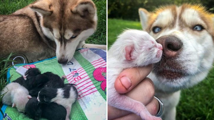 Siberian Husky Rescues Seven Kittens Trapped In A Sealed Box Deep In The Woods