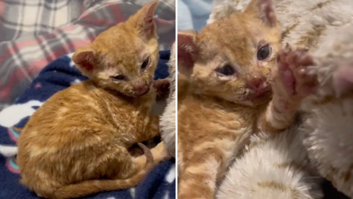 Tiny Kitten Rescued Just In Time After Getting Severely Burned In A Fire Pit