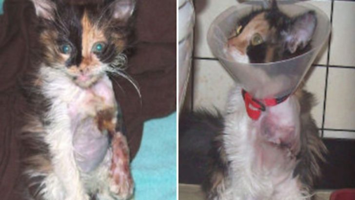 Tiny Kitten With An Infected Elbow Injury Doesn’t Stop Purring Despite The Pain
