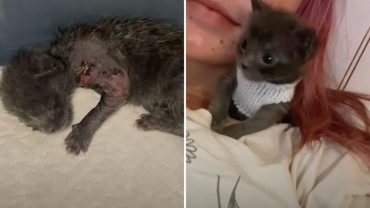 Tiny Wounded Kitten Finds A Forever Home After Foster Mom Showers Him With Love