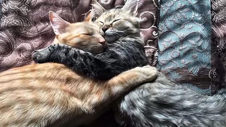 cats hugging